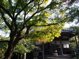 本堂の手前に楓の木。