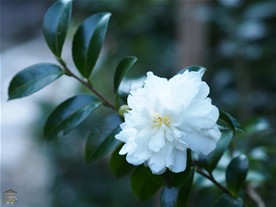 この日、安国論寺に咲いていた山茶花。
