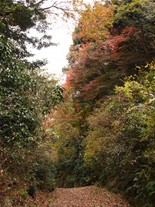 朝夷奈切通の坂の中間付近の紅葉。