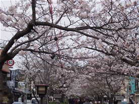 ＜参考＞何年か前の３月下旬に桜が満開になった際の段葛の様子。