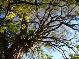 樹齢は900年以上。既に強風によって倒れてしまった鶴岡八幡宮の大銀杏と肩を並べる。葉がまばらなためか老木感が否めない。
