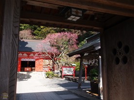 荏柄天神社の境内は広くはないため、総門越しに梅の様子が窺える。