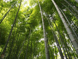 英勝寺の境内には竹の庭も。
