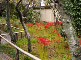 この日は彼岸花（ヒガンバナ）を見るには時期が少し早かった模様。まだつぼみの花が多く残る英勝寺の境内。