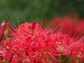 鮮やかな赤い色の彼岸花（ヒガンバナ）が英勝寺の境内を彩る。