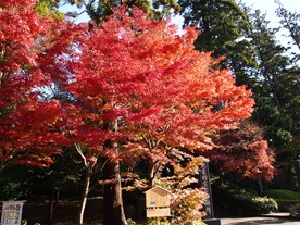 晩秋になると円覚寺は紅葉の名所となる。