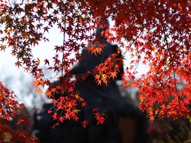 徐々に秋が深まる源氏山公園。紅葉越しに見る頼朝像の背中に哀愁漂う。