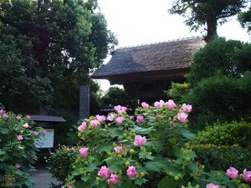鎌倉観光スポット（夏の花おすすめ） 極楽寺