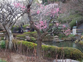 綺麗に手入れされた庭に梅が咲き、ほのかな香りが長谷寺の境内を包む。