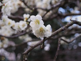 ここで梅と桜の違いについて豆情報。梅の花びらは丸く、桜の花びらは割れている。梅は花柄（かへい）が無く枝にくっつくように咲き、桜は花柄が長く枝からこぼれるように咲く。（詳しくは下段にあるAll Aboutのリンク参照。）