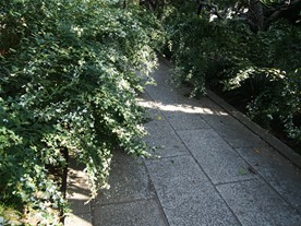 宝戒寺では秋になると参道から境内まで萩（ハギ）だらけになる。写真は参道の様子。