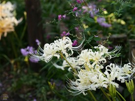 萩（ハギ）とほぼ同時期に咲く宝戒寺の白い彼岸花（ヒガンバナ）。