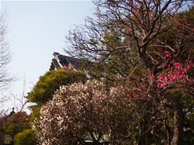 冬には本覚寺にも梅が咲く。