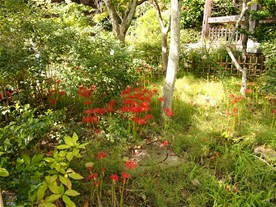 浄光明寺境内の庭に咲く彼岸花（ヒガンバナ）。