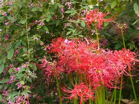 浄光明寺境内の庭に咲く彼岸花（ヒガンバナ）と萩（ハギ）。