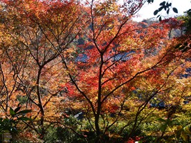 浄妙寺境内の紅葉。