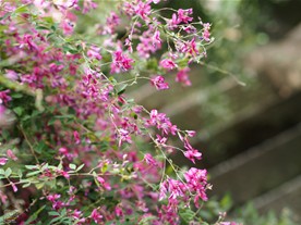 花びらの微妙なグラデーションが美しい。海蔵寺の萩。