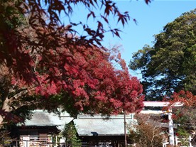 鎌倉宮の駐車場付近の紅葉