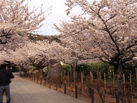 建長寺の参道は桜並木。春になると桜の花で彩られる。