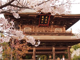 桜越しに見る建長寺の山門。