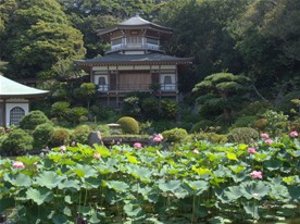 鎌倉観光スポット（夏の花おすすめ） 光明寺
