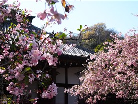 こちらは光則寺の名物的存在のカイドウ。本堂前の両脇に咲く。桜よりもピンク色が濃くて鮮やか。