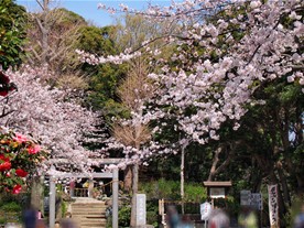 葛原岡神社の境内前の広場には休憩所があり、ハイキングコースを歩く人や公園を訪れた人などで賑わう。この広場周辺に多くの桜が咲く。
