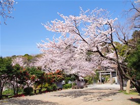 桜の他、椿も多くの花を咲かせていた。桜と椿の共演。