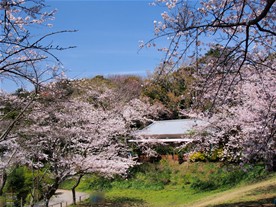 葛原岡神社周辺に咲く満開の桜。