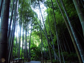 明月院の竹に囲まれた小道。