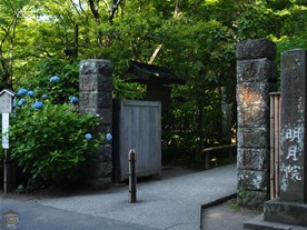 鎌倉観光スポット（あじさい） 明月院
