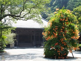 妙本寺にはノウゼンカズラが2本あり、これがお堂に向かって左側のノウゼンカズラ。
