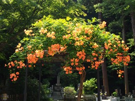 こちらが妙本寺のもう一本のノウゼンカズラ。お堂に向かって右側。こちらも棚から溢れんばかりに咲いていた。