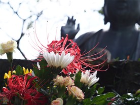 東慶寺の仏像に供えられた季節の花々。