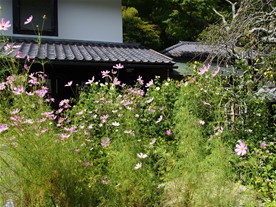東慶寺の庭に咲き並ぶコスモス。