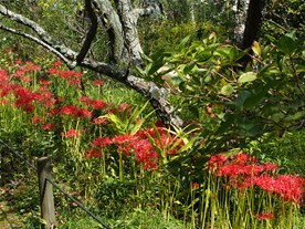 東慶寺の庭に咲き並ぶ彼岸花（ヒガンバナ）。花数は大量ではないが、綺麗に手入れされた庭に、コスモスと並んで咲く様子はまさに花寺。