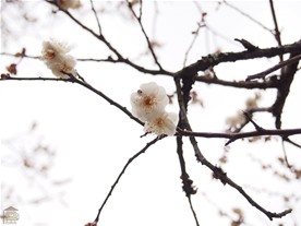 東慶寺境内に咲く梅。※梅の詳しい様子は「東慶寺 梅の名所！」をご覧ください。