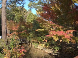 柳原神池の近くにある鎌倉国宝館付近の紅葉。