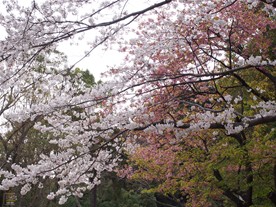 鶴岡八幡宮の境内を横切る流鏑馬馬場に咲く桜。ちなみに流鏑馬（やぶさめ）は4月の鎌倉まつり、9月の流鏑馬神事のときに行われる。