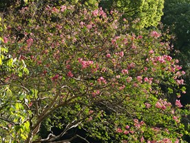 瑞泉寺の庭に咲く百日紅（サルスベリ）。