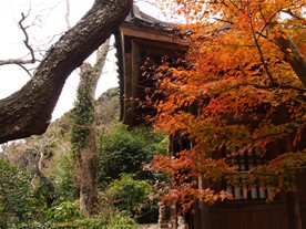 瑞泉寺の紅葉。地蔵堂の横の紅葉はほぼ見頃。