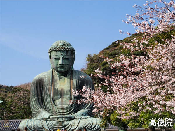 鎌倉大仏前の桜